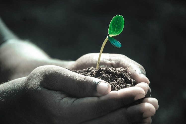 a picture of a plant in some soil in someones hands