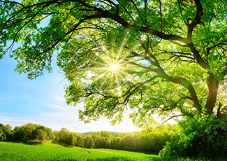 photo of sunlight coming through the leaves on a tree