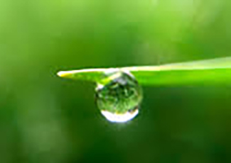 rain drop on a leaf