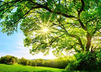 sunlight coming through the leaves on a tree