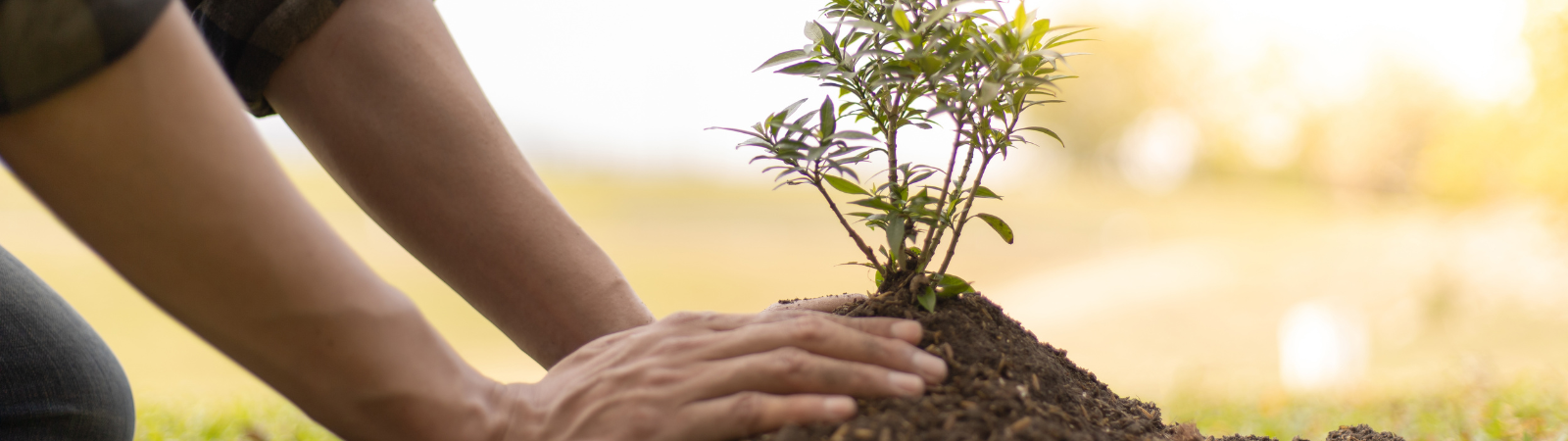 Hands planting a tree