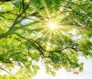 Tree with sun shining through the leaves