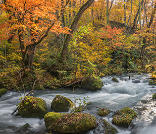 autumn fall colours on trees and a lake