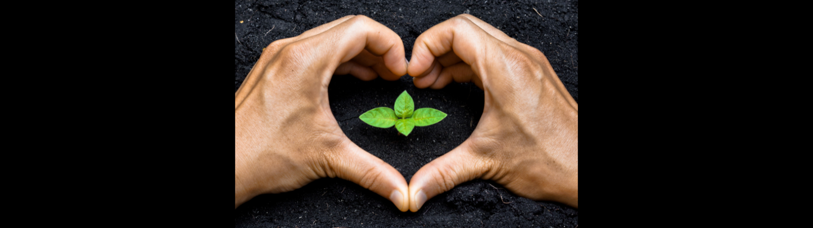 Hands forming a heart around a plant in soil