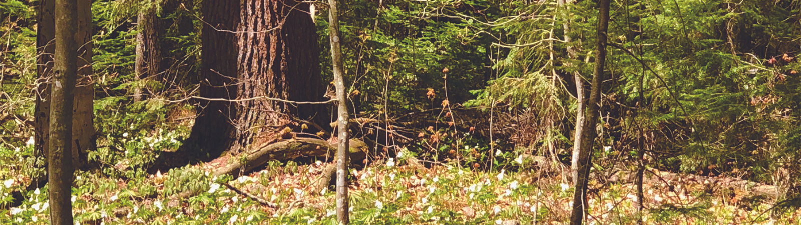 Photo of a forest