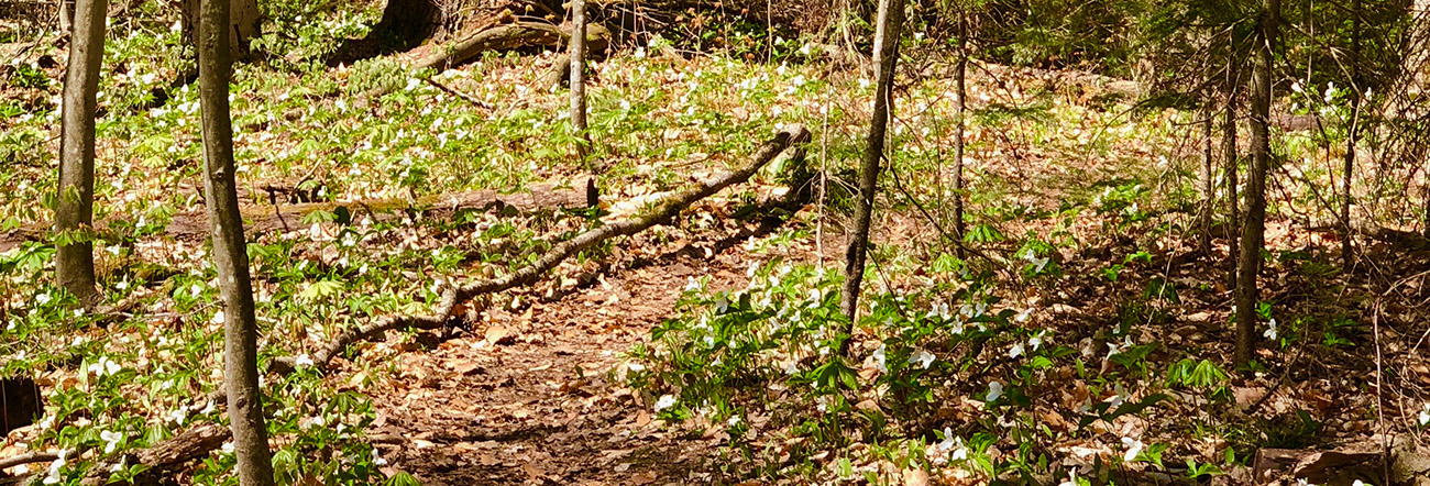 Path in the forest with broken tree and trillium flowers