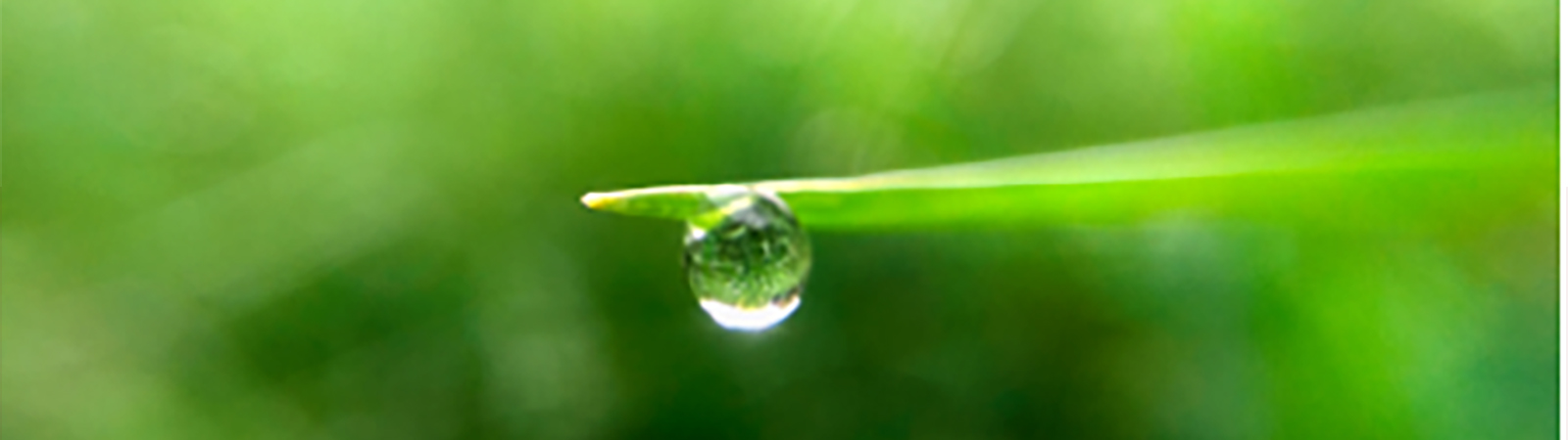 green leaf with a waterdrop at the end of leaf